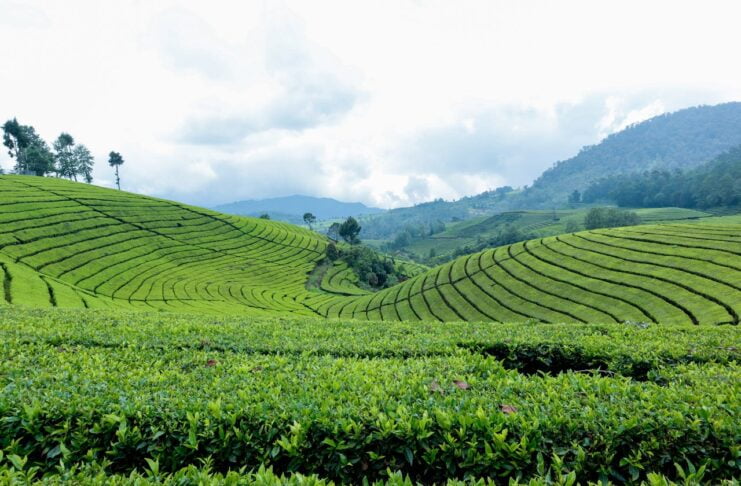 Tea Plantation, buying property in Kenya as a foreigner